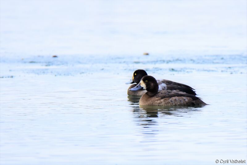 Greater ScaupSecond year