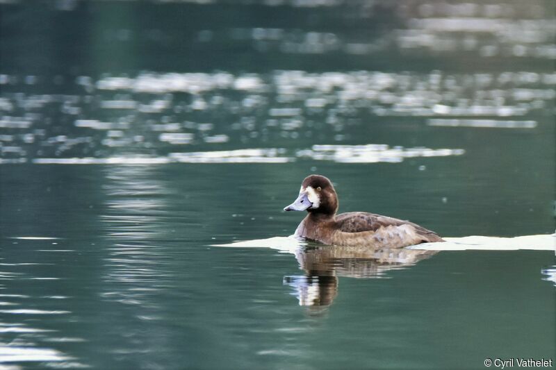 Greater Scaup female, swimming