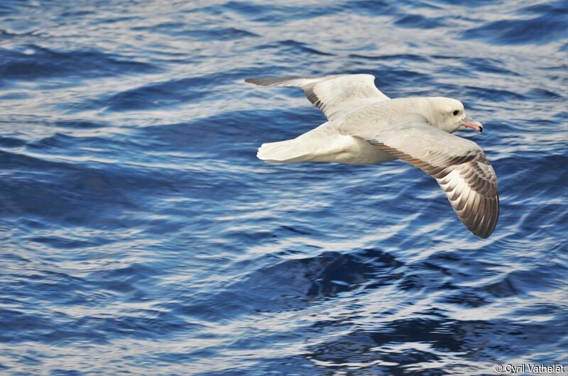 Fulmar argenté, identification, composition, Vol