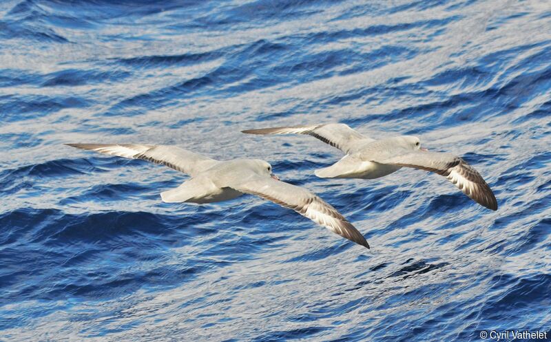 Southern Fulmar, aspect, Flight