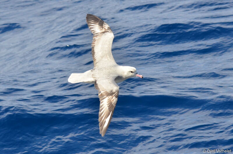 Southern Fulmaradult, identification, aspect, pigmentation, Flight