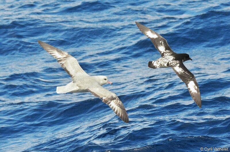 Fulmar argentéadulte, identification, composition, pigmentation, Vol