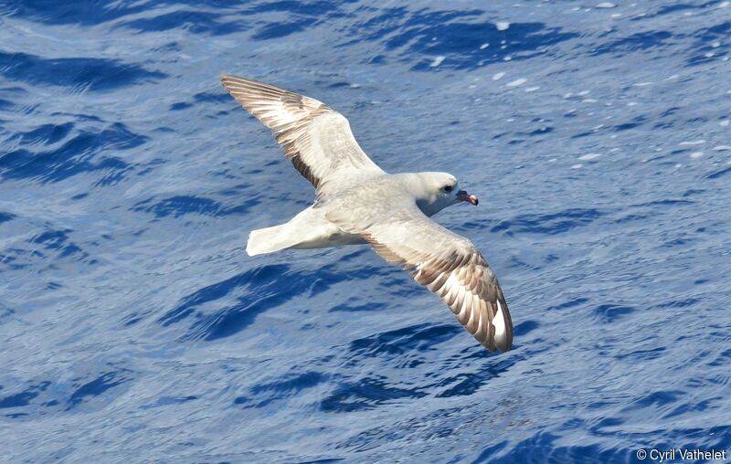 Southern Fulmar, identification, aspect, pigmentation, Flight