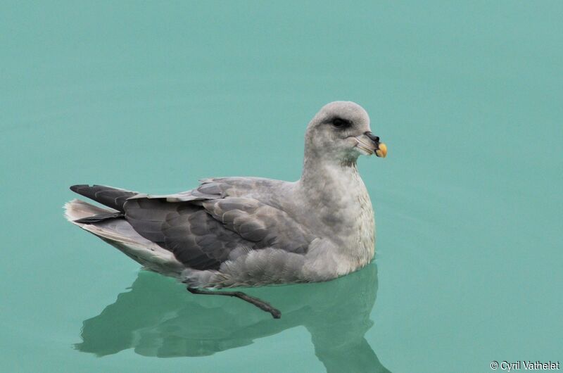 Northern Fulmar, identification, aspect, pigmentation, swimming