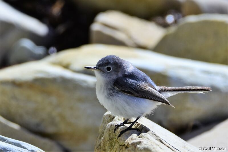 Gobemoucheron gris-bleuadulte nuptial, identification, composition