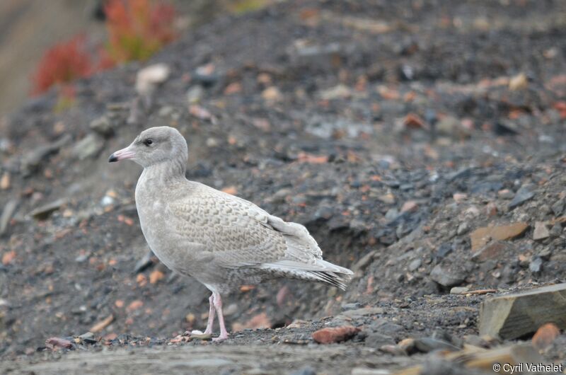 Glaucous GullFirst year, identification, aspect, pigmentation, walking