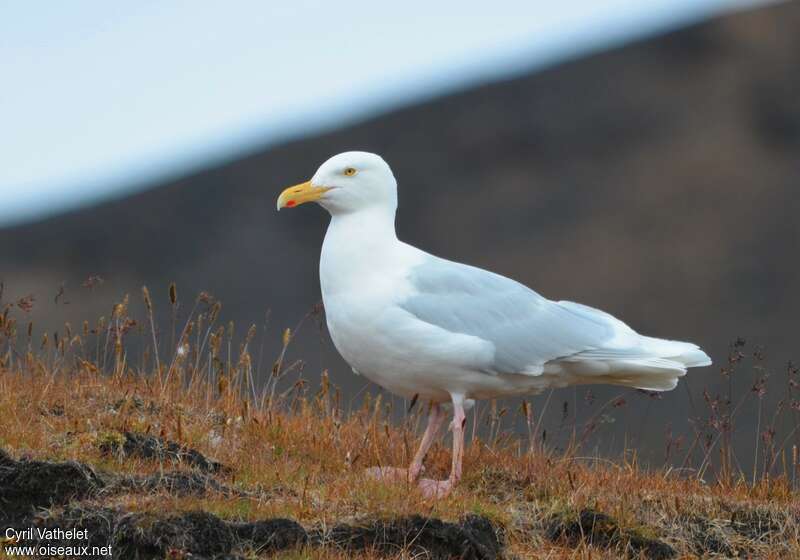 Glaucous Gulladult, identification, walking