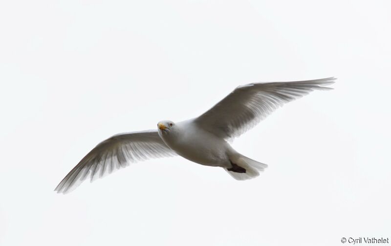 Glaucous Gulladult, Flight