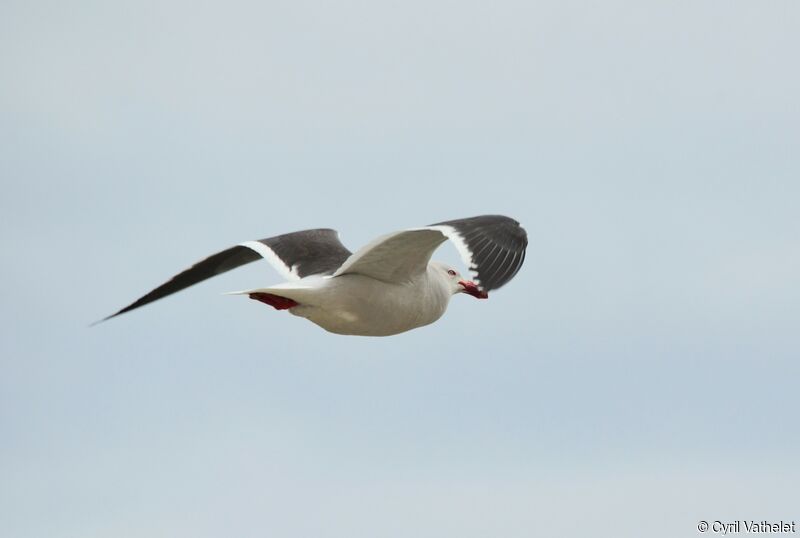 Dolphin Gulladult breeding, identification, aspect, Flight