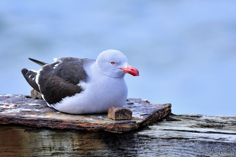 Goéland de Scoresbyadulte nuptial, identification