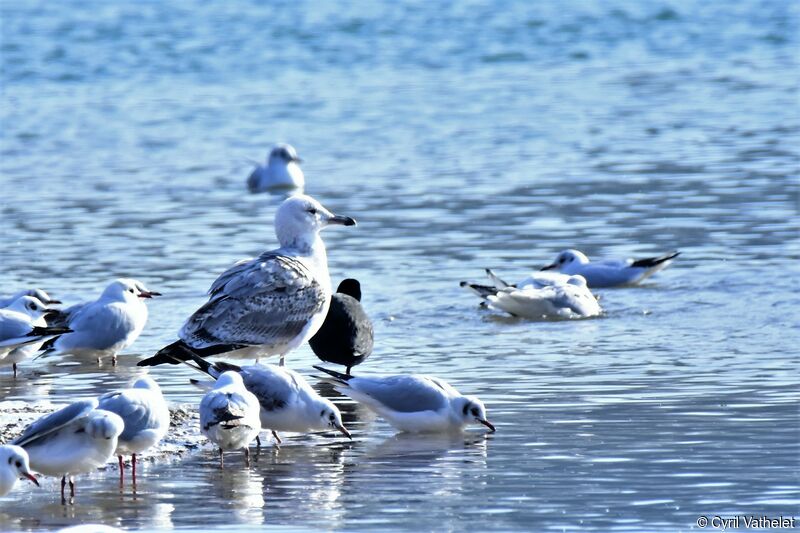 Caspian Gull