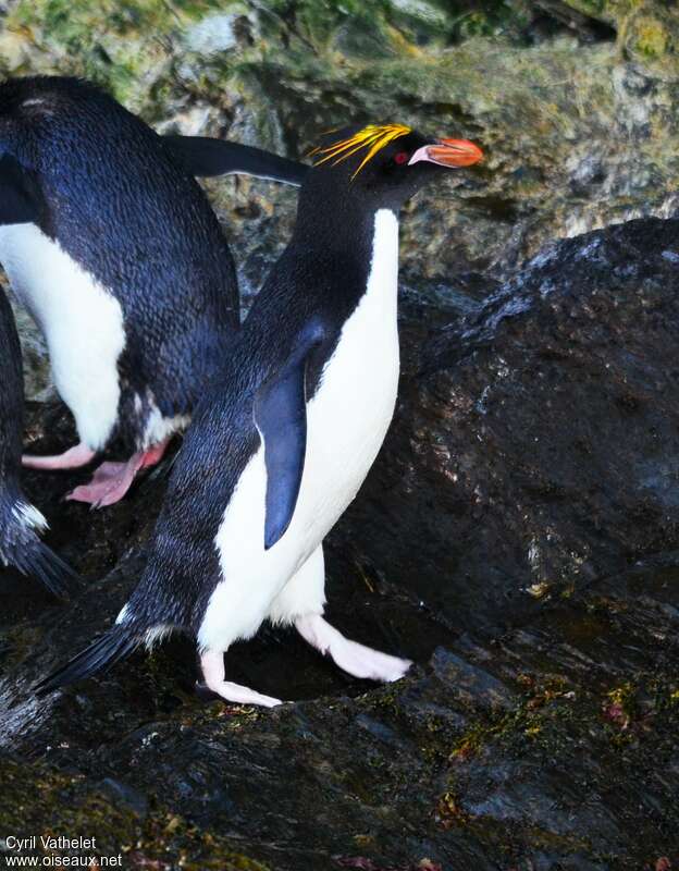 Gorfou doréadulte nuptial, identification