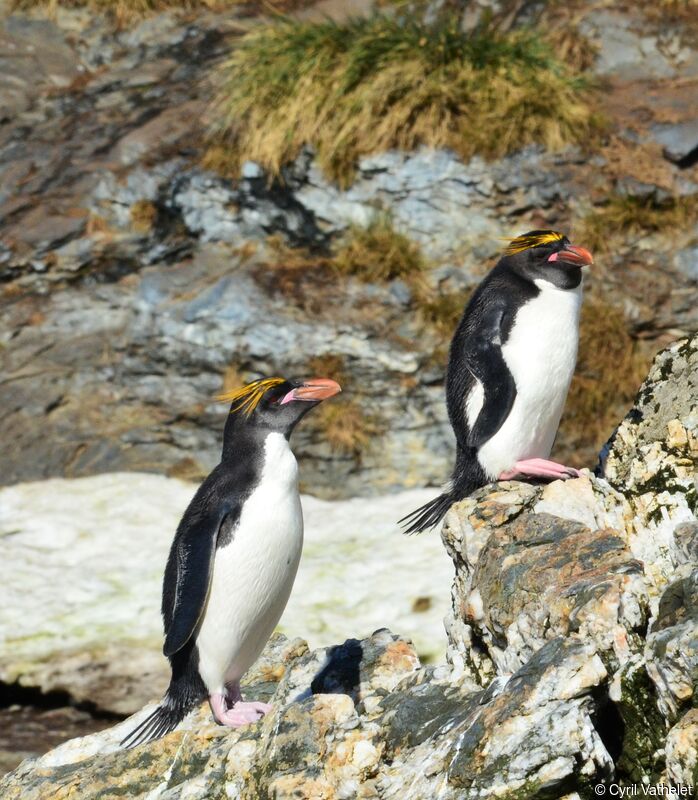 Macaroni Penguinadult, habitat, aspect, pigmentation