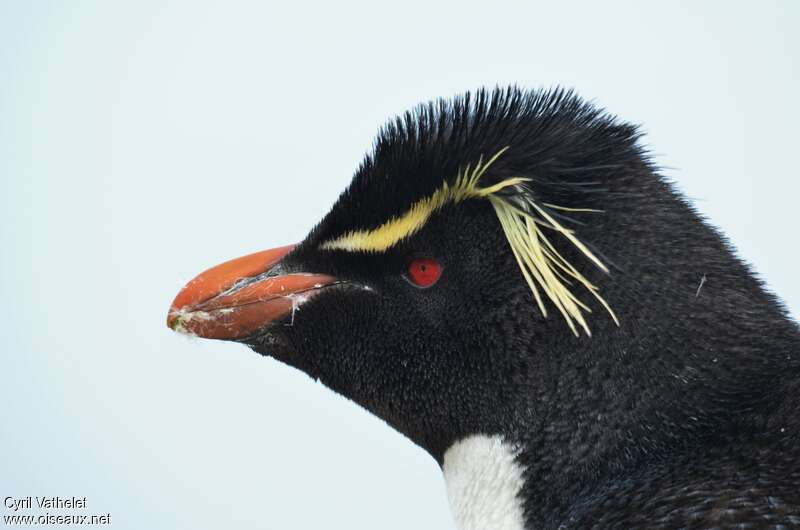 Gorfou sauteuradulte nuptial, portrait