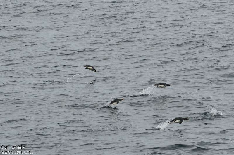 Gorfou sauteur, habitat, nage