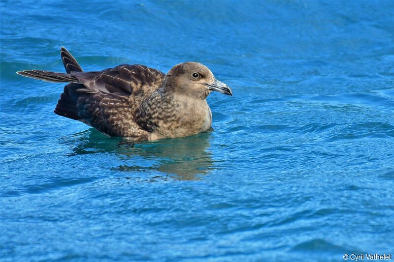 Great Skuaimmature, identification, aspect, swimming