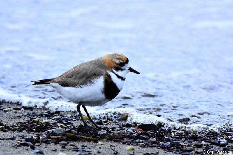 Gravelot des Falkland, identification