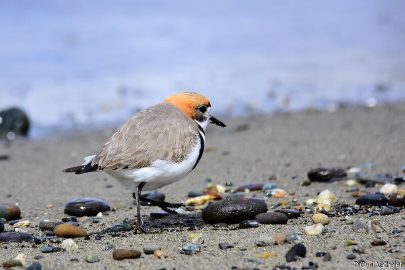 Gravelot des Falkland, identification, composition, pigmentation, marche