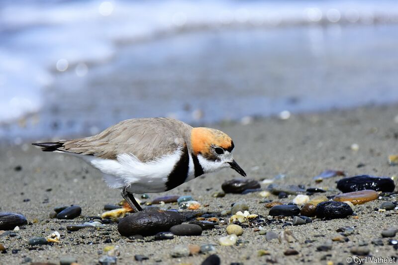 Gravelot des Falkland, identification, composition, pigmentation, mange