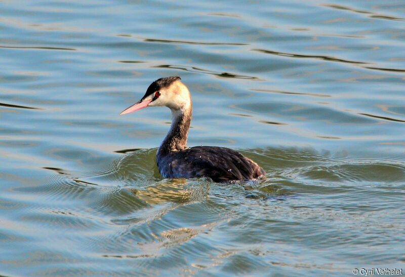 Great Crested Grebeimmature, identification, aspect, pigmentation, swimming