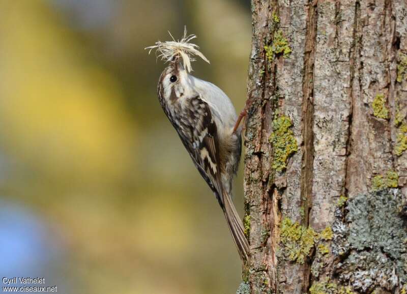 Short-toed Treecreeperadult, pigmentation, walking, Reproduction-nesting