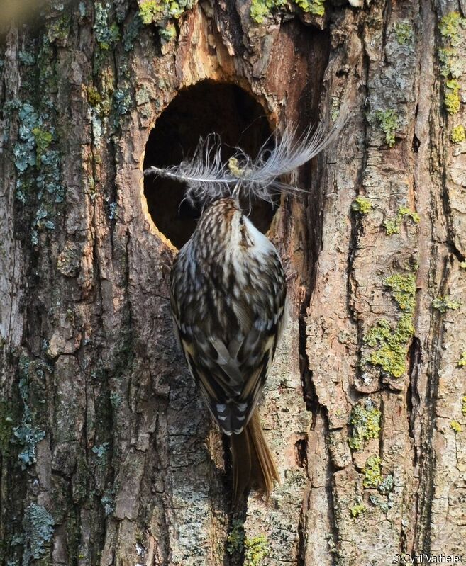 Short-toed Treecreeperadult, identification, aspect, pigmentation, walking, Reproduction-nesting