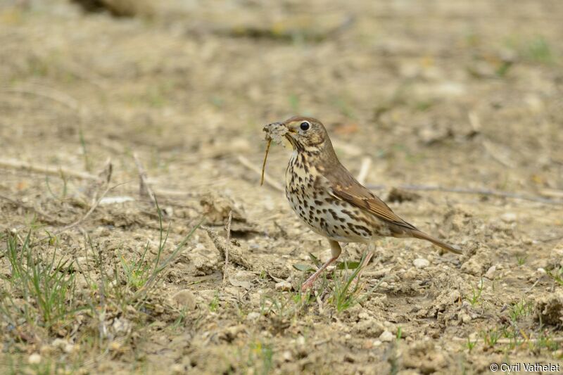 Song Thrushadult, identification, aspect, pigmentation, walking, Reproduction-nesting