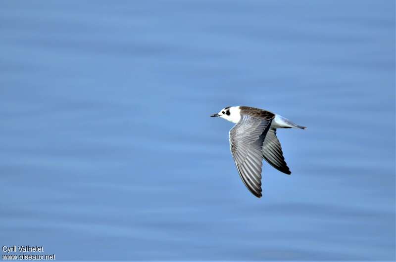 White-winged TernFirst year, aspect, Flight