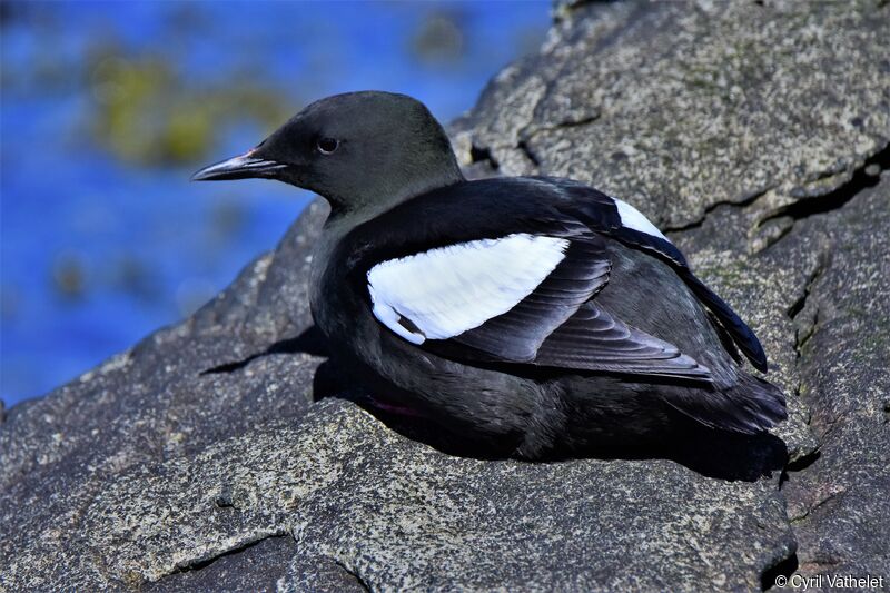 Black Guillemot, identification, aspect