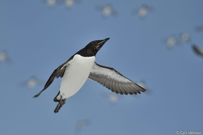 Guillemot de Brünnich