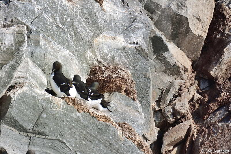 Guillemot de Brünnich, habitat, composition, pigmentation