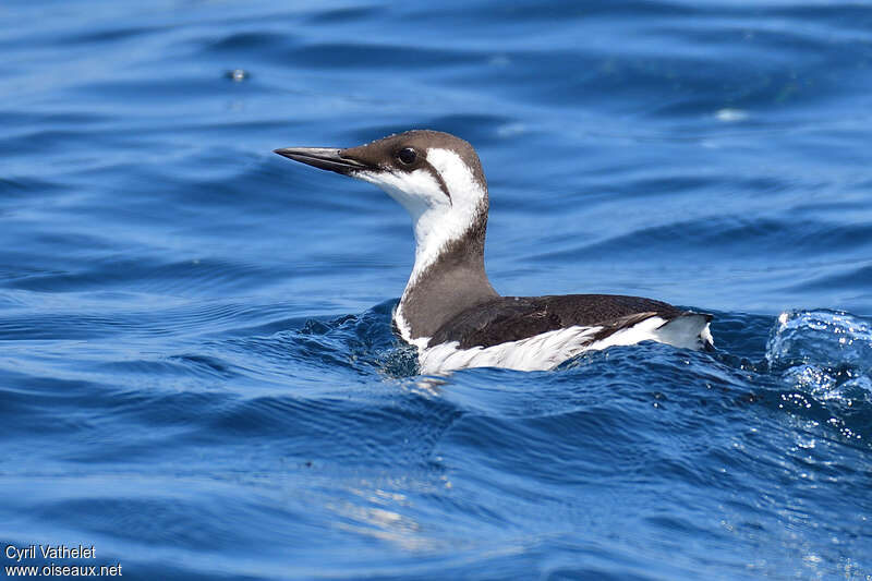 Guillemot de Troïladulte internuptial, identification, nage