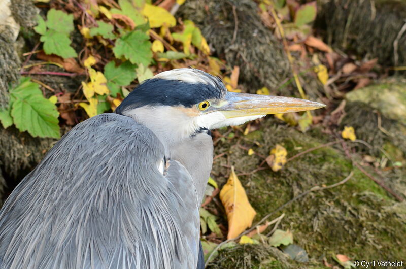 Grey Heronadult, close-up portrait