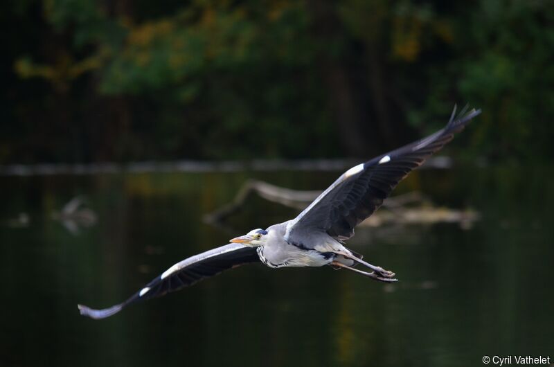 Grey Heronadult, identification, aspect, pigmentation, Flight