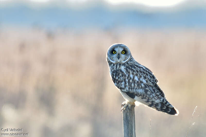 Short-eared Owl, aspect