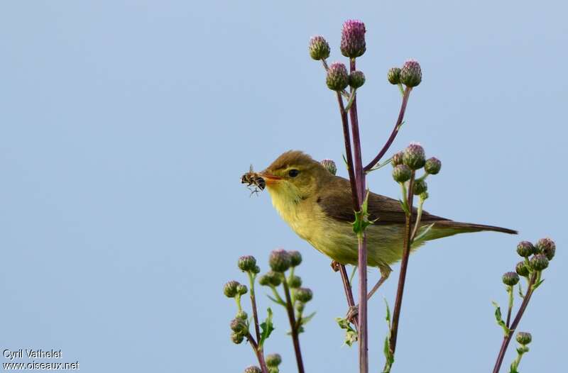 Melodious Warbleradult, aspect, feeding habits, fishing/hunting