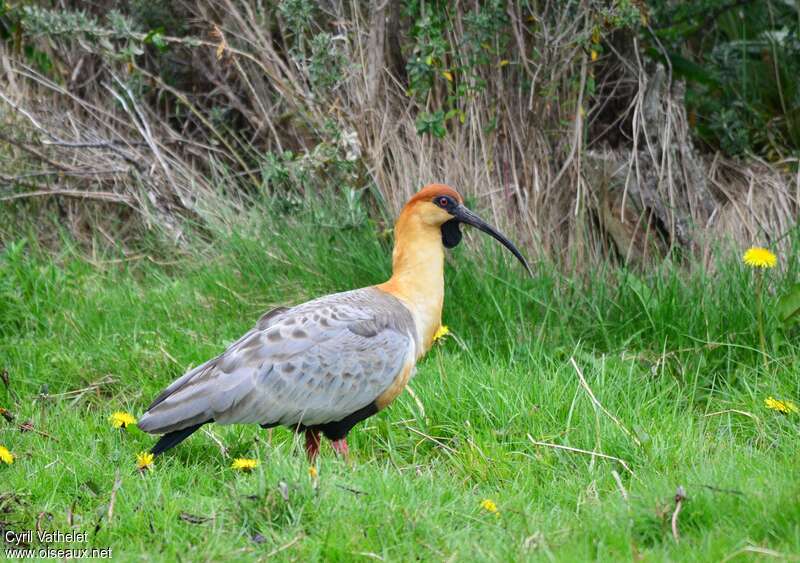 Black-faced Ibisadult, identification