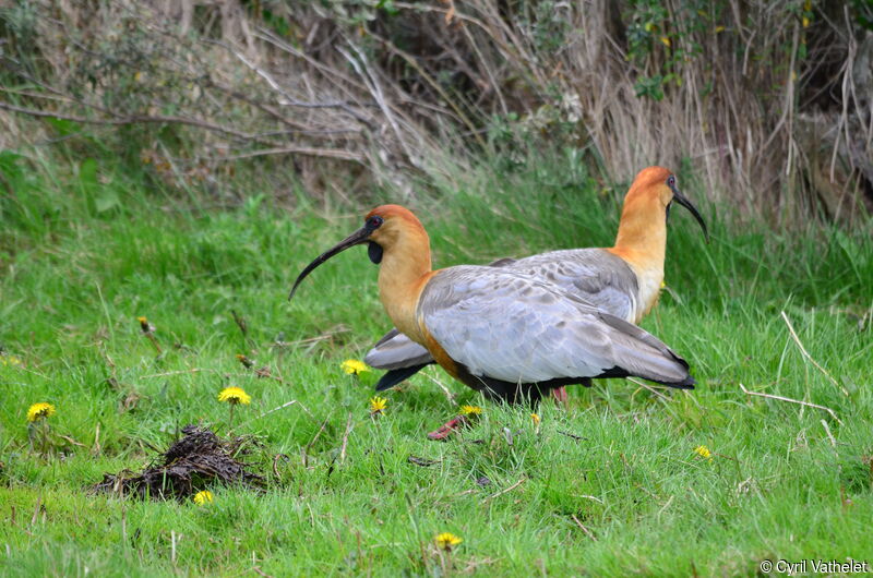 Ibis à face noireadulte, habitat, composition, pigmentation, marche