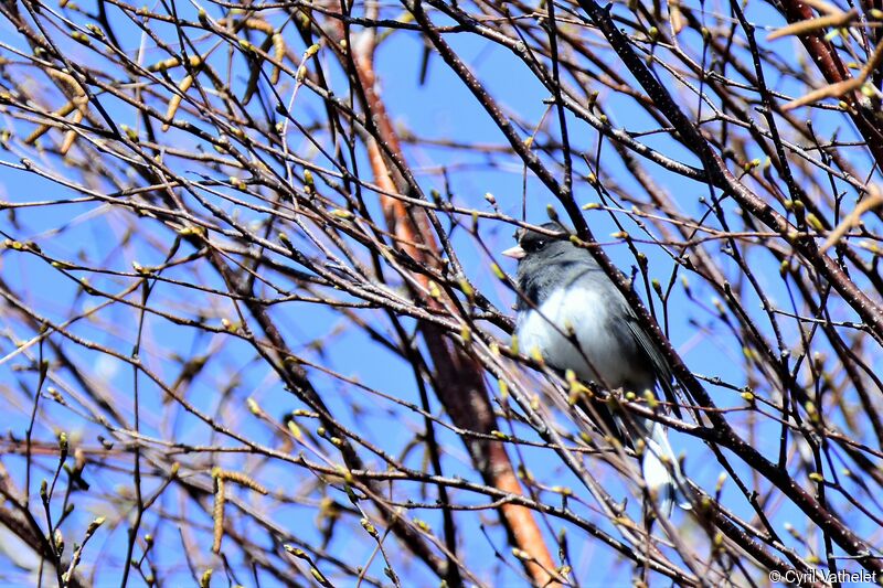 Dark-eyed Junco male, identification