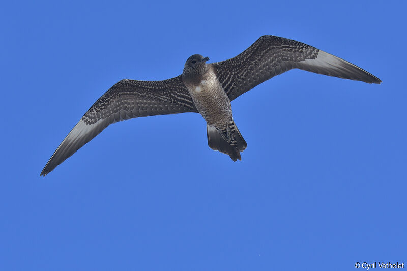 Long-tailed Jaeger, aspect, pigmentation, Flight