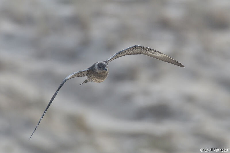 Long-tailed Jaeger, aspect, pigmentation, Flight