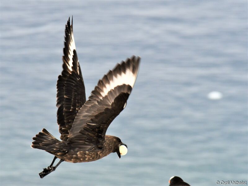 Brown Skua, aspect, Flight, feeding habits