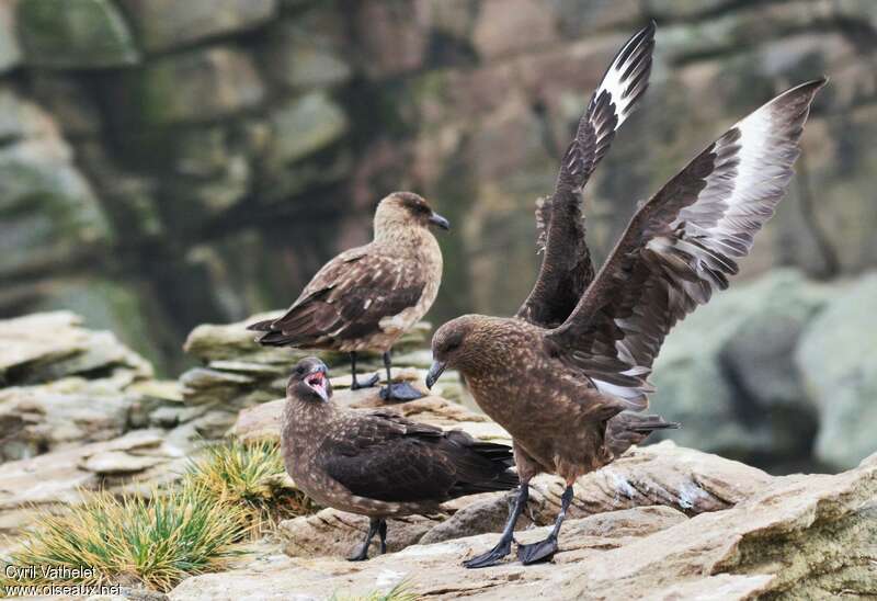 Brown Skua, habitat, aspect, pigmentation, Behaviour