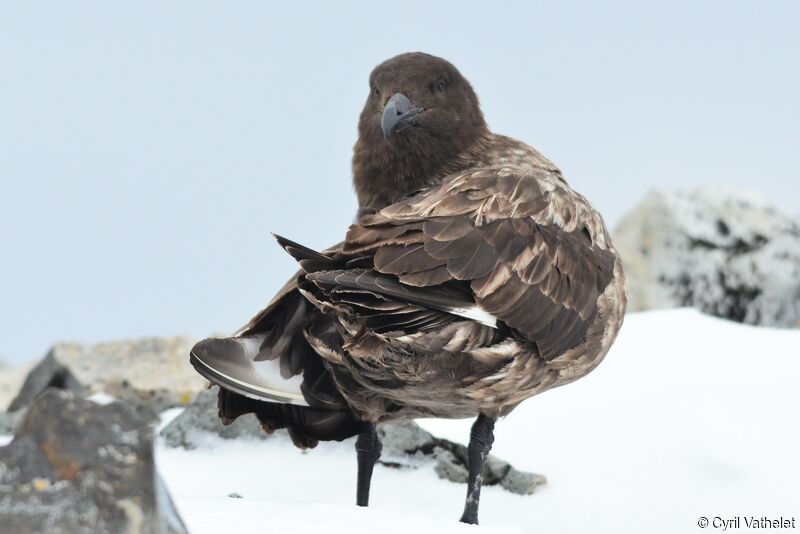 Brown Skuaadult, identification, care, aspect, pigmentation