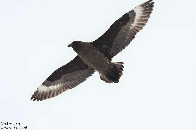 Brown Skua, aspect, pigmentation, Flight