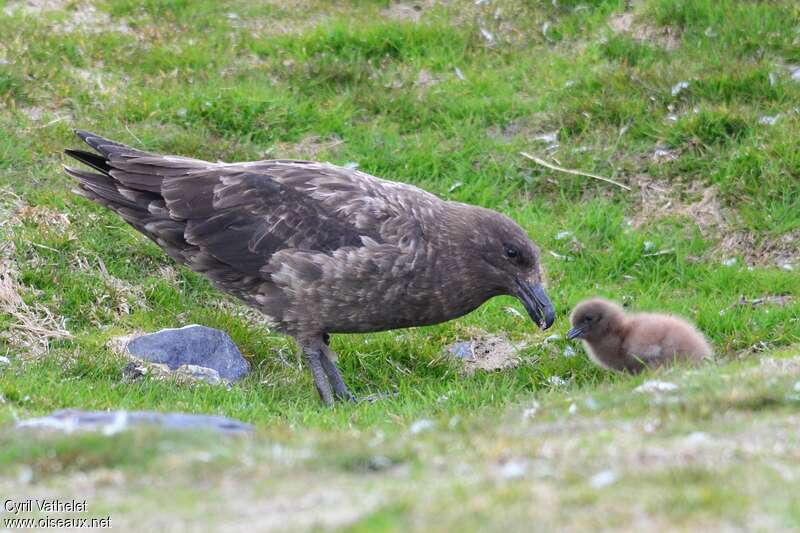 Brown Skua, pigmentation, eats, Reproduction-nesting