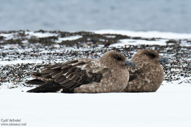 Brown Skuaadult, habitat, aspect, pigmentation