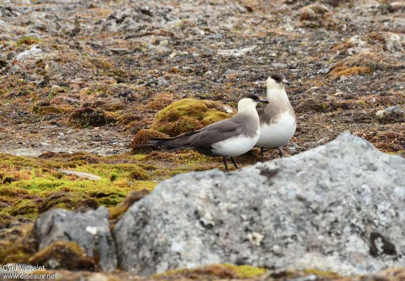 Parasitic Jaegeradult breeding, habitat, aspect, pigmentation, Reproduction-nesting