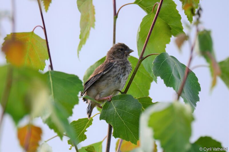 Common Linnetjuvenile, identification, aspect