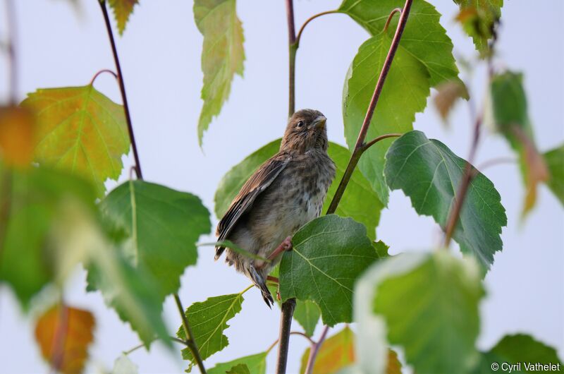 Common Linnetjuvenile, identification